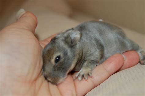 Reinschauen unter schnupperei lohnt sich! Foto-Tagebuch der Nini-Babys - Kaninchen