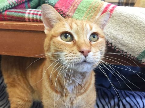 If you must find a new home for a pet, please try posting to our adoption portal before placing the burden on the shelter. Ginger - Homeward Bound: Addison County's Humane Society