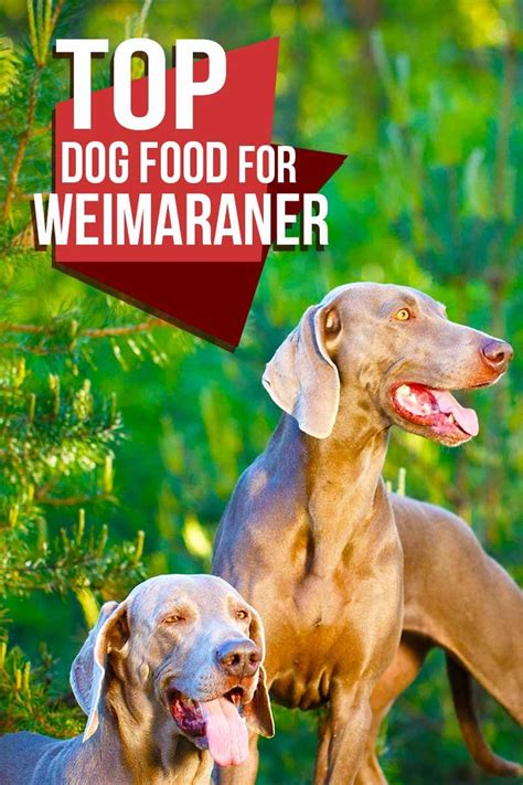 The 8 best dog food delivery services of 2021. Best Dog Food For Weimaraner Puppies, Adults, and Seniors ...
