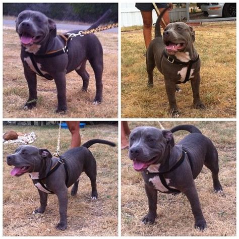 Search for a puppy or dog. Pitbull Puppies For Sale Craigslist Pa