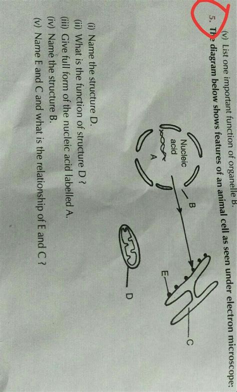 There are also more intriguing shapes such as curved, spherical, concave and rectangular. the diagram below shows features of an animal cell as seen ...