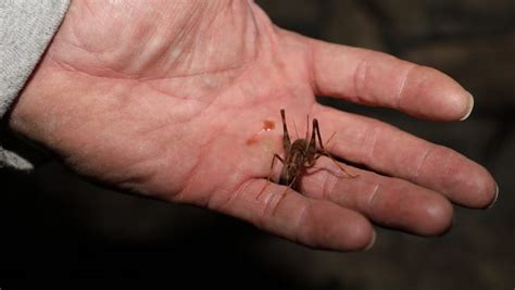 What my husband and i do in this case is triangulate the sound in the room to locate the cricket. Camel, cave crickets in your home. How to get rid of them