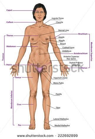 Parts of woman lower body. Pin on #AmberHeard #JusticeLeague #WarnerBros #people a ...