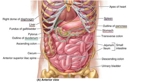 Abdomen anatomy area & diagram the muscles of the abdomen protect vital organs underneath and provide structure for the spine these muscles help the of the female including the digestive tracts and webmd picture of the abdomen the abdomen also contains the kidneys and spleen many important. Female Human Body Diagram Of Organs Human Anatomy Diagram ...