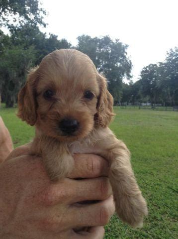 Find cockapoo puppies and dogs for adoption today! Cockapoo Puppies for Sale in Arcadia, Florida Classified ...