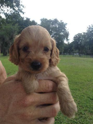 Akc registered cuddly, very loving, and smart. Cockapoo Puppies for Sale in Arcadia, Florida Classified ...