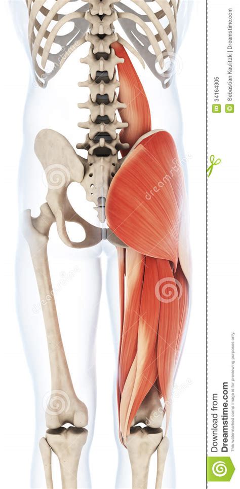 Zu der beinmuskulatur zählen die muskeln im bereich des gesäßes, des oberschenkels und des unterschenkels. Obere Beinmuskulatur stock abbildung. Illustration von ...