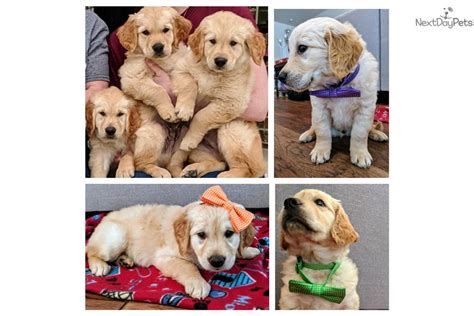 He'll be 4 months old next weekend and he loves everyone he meets! Orange: Golden Retriever puppy for sale near Austin, Texas ...