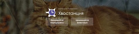 Хвостанция | Поиск и бронирование передержки домашних животных ...