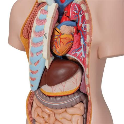 Great learning anatomy model for human torso for kids: Human Torso Model | Life-Size Torso Model | Anatomical ...