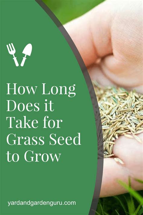 Similarly, you may ask, how quickly does podocarpus grow? How Long Does it Take for Grass Seed to Grow in 2020 ...