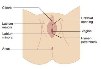 We did not find results for: Female Reproductive System - Locations and Functions of ...