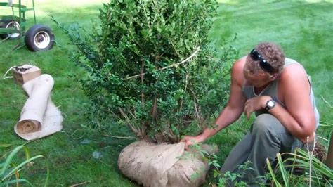 Remove them with a few quick. How to Transplant a Shrub - YouTube