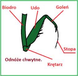 W trakcie wiosennego rozkopywania pułapki na turkucia podjadka (z obornika) znaleźliśmy młode osobniki zaatakowane przez pasożyty. Owady.-Budowa zewnętrzna - Świat owadów