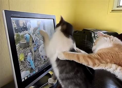Aesthetic 300x300 image for spotify. Cat tries to stop other cat scratch the screen (VIDEO ...