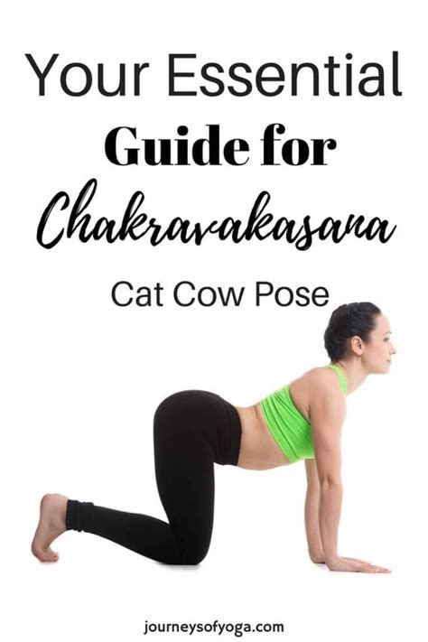 It also helps you to get in or if you inhale for five counts, exhale for ten counts, and so one. Chakravakasana Yoga Pose, or cat cow, is used in the ...