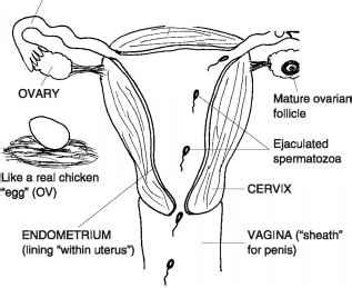 An female's internal reproductive organs are the vagina, uterus, fallopian tubes, cervix, and ovary. Internal Anatomy Physiology of the Female Reproductive Pathway - Organ System