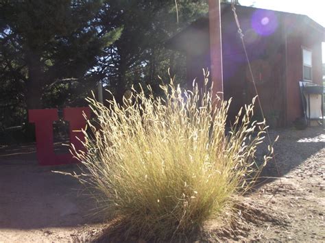 Aspects of prevention include using best management practices such as proper m. Southern Utah Gardening: Perennial ornamental grasses ...