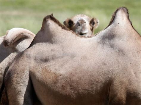 Camels' humps and their other adaptations have made them the preferred animal for desert travel for thousands of years, going places where no other vehicle or transport can go. 5 Scientific Things We Were Taught as Children That Simply ...