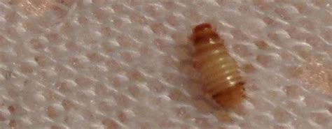 Bed bugs like to live in protected, small locations where they can aggregate together and not be readily noticed. Are these carpet beetles? How do I get rid of them? - NeoGAF