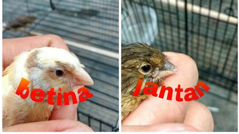 Warna bulu yang cenderung kusam. Cara membedakan burung kenari jantan dan betina anakan ...