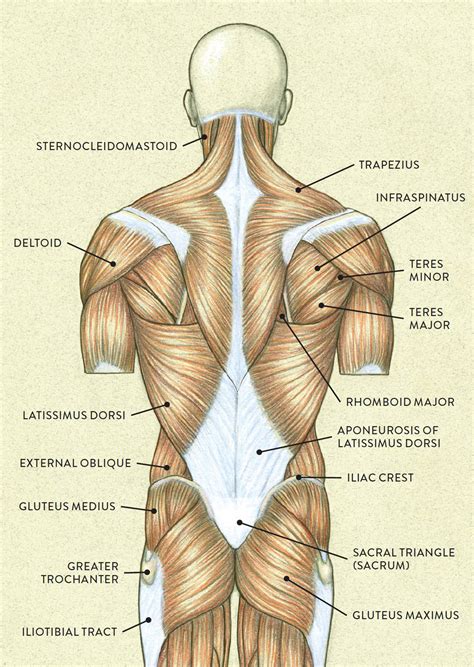 Click on the name of a muscle for a page about that muscle (works for most labels). Muscles of the Neck and Torso - Classic Human Anatomy in ...