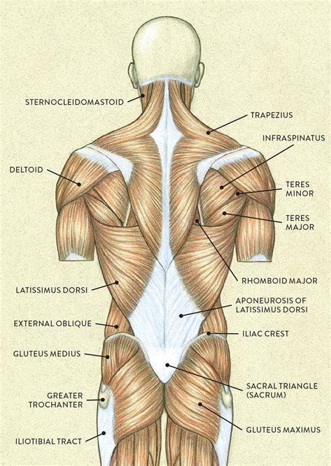 They are all innervated by the radial nerve. Muscles of the Neck and Torso - Classic Human Anatomy in ...