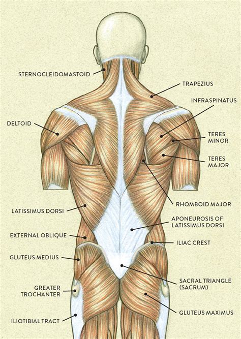 Aponeurosis of the abdominal external oblique muscle. Muscles of the Neck and Torso - Classic Human Anatomy in ...