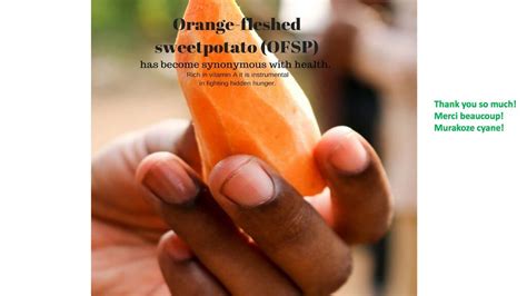 However, this delicious puree shouldn't be limited. Orange fleshed sweet potato (OFSP) production and its ...