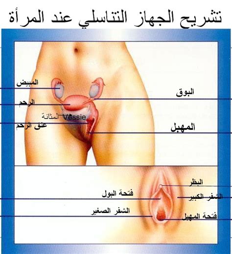 السائل المنوي هو ما يخرج من قضيب الرجل عندما يصل إلى مرحلة القذف خلال الدورة الجنسية. أسباب ألم المهبل | اخبار الصحة