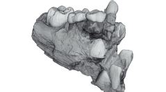 3d geometric morphometrics analysis of mandibular fragments (late miocene, greece). Ouranopithecus macedoniensis (Mammalia, Primates ...