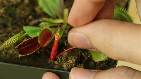 Are plants not living creatures to them? Getting Started with the Plant SpikerBox: Venus Flytrap ...