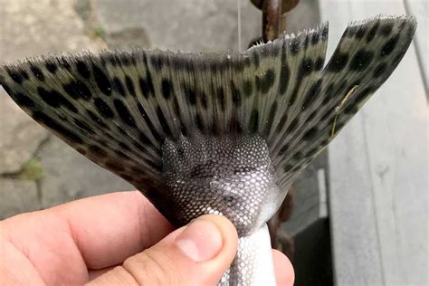 Fangsten av pukkellaks i elver rapporteres i de samme systemene som for laks, sjøørret og sjørøye (laksebørser og andre rapporteringssystem på nett o.l.). Fiskeguiden.no - Fiskeplasser, nyheter og reportasjer