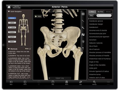 Skeletal muscles connective tissue veins the app is fully 3d, meaning that you can view any anatomic structure in isolation, as well as from any. Best Anatomy Learning App