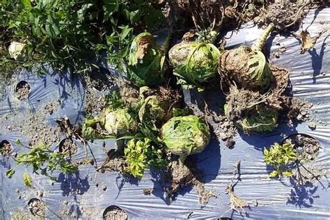 Rumah semestinya menjadi tempat paling aman. Begini Keluhan Petani Sayur di Masa Pandemi Covid-19 ...