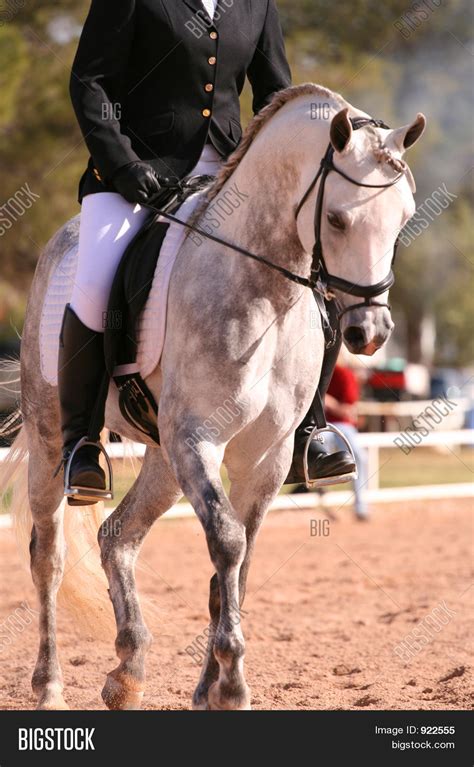 Silverwood farm is also a priemier boarding and training facility for the dressage rider. Dressage Horse Image & Photo (Free Trial) | Bigstock