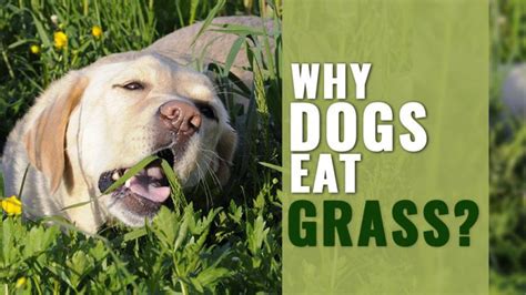 Why is my dog eating grass? Why Dogs Eat Grass? - Science & Reasons - Petmoo