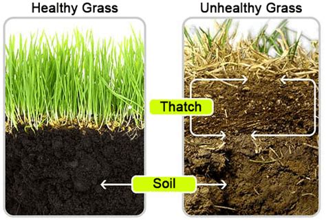 U can see water in gel form if u cut the cactus is a good plant for storage of water, all you need to do is cut the cactus in half and squeeze the cactus so water could come out. What is thatch?My Fertilizing Company