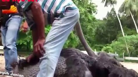 Gambar ditempatkan secara eksplisit di domain publik. Gambar Burung Unta Bertelur