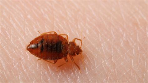 They will feed opportunistically, even in the daytime. Do Bed Bugs Jump? Know How They Move and the Treatments
