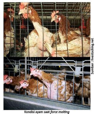 We did not find results for: Molting Pada Ayam Petelur, Masih Perlukah? - Medion