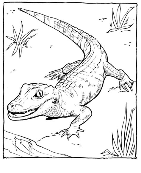 This alligator coloring pages will helps kids to focus while developing creativity, motor skills and color recognition. ฟรีหน้าสีจระเข้พิมพ์ได้สำหรับเด็ก - สัตว์ | อาจ 2021