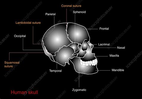 A human skull is almost full sized at birth. Human skull anatomy, diagram - Stock Image - C009/0269 ...