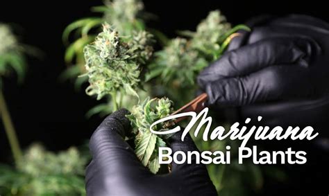 Crassula bonsai are a new twist on an ancient art; Growing Marijuana Bonsai Plants