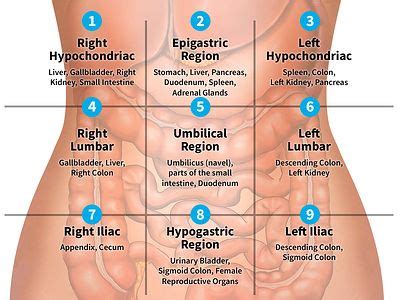 In anatomy and physiology, you'll learn how to divide the abdomen into nine different regions and four different quadrants. 9 Regions of the Abdomen | Medical knowledge, Medical ...