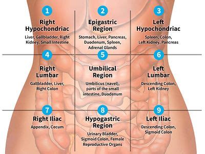 Human anatomy is the study of the structure of the human body. 9 Regions of the Abdomen | Medical knowledge, Medical student study, Medical