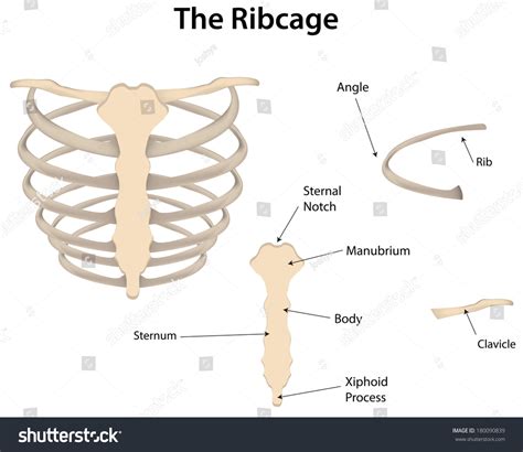 The rib cage is an arrangement of bones in the thorax of all vertebrates except the lamprey. The Rib Cage Dissected Labeled Diagram Stock Photo 180090839 : Shutterstock