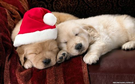 Puppy Christmas Wallpapers - Wallpaper Cave