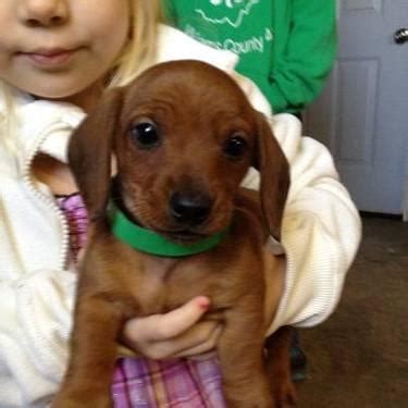 Find cute dachshund puppies, dogs, and breeders at vip puppies. Dachshund Puppies For Sale In Ohio - change comin