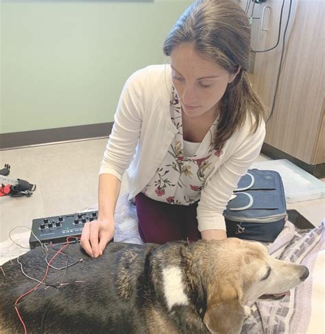 Maybe you would like to learn more about one of these? Hopedale welcomes veterinary care center | News, Sports ...